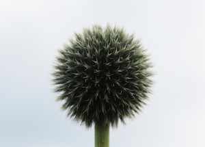 public-domain-images-free-stock-photos-flower-ball   